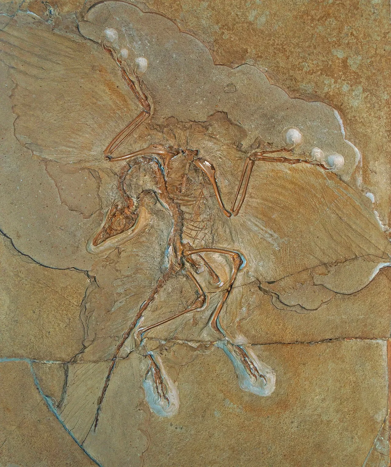 A picture of Archaeopteryx, of the family Archaeopterygidae.