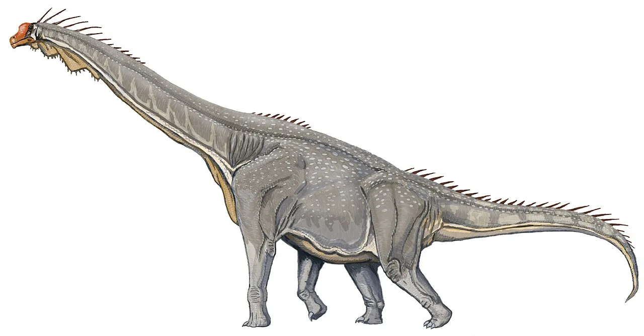 A picture of Brachiosaurus, of the family Brachiosauridae.