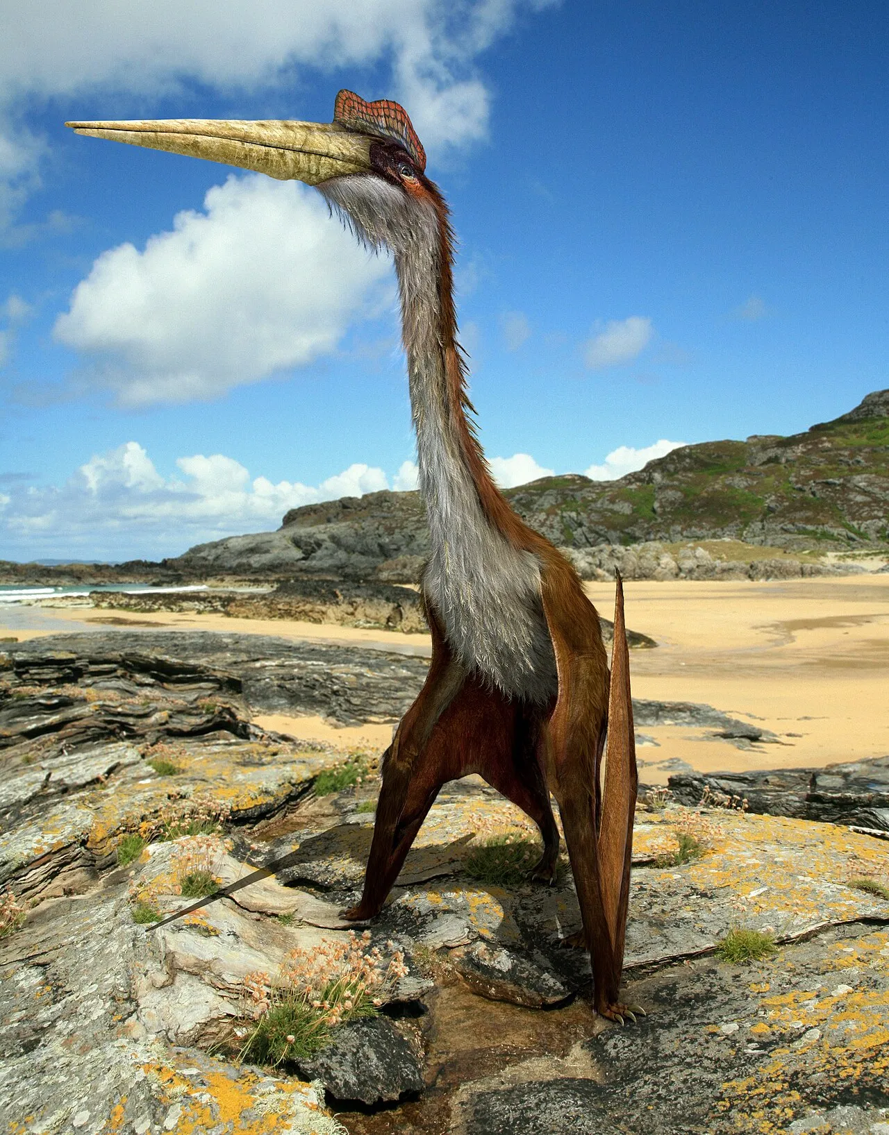 A picture of Quetzalcoatlus, of the family Azhdarchidae.