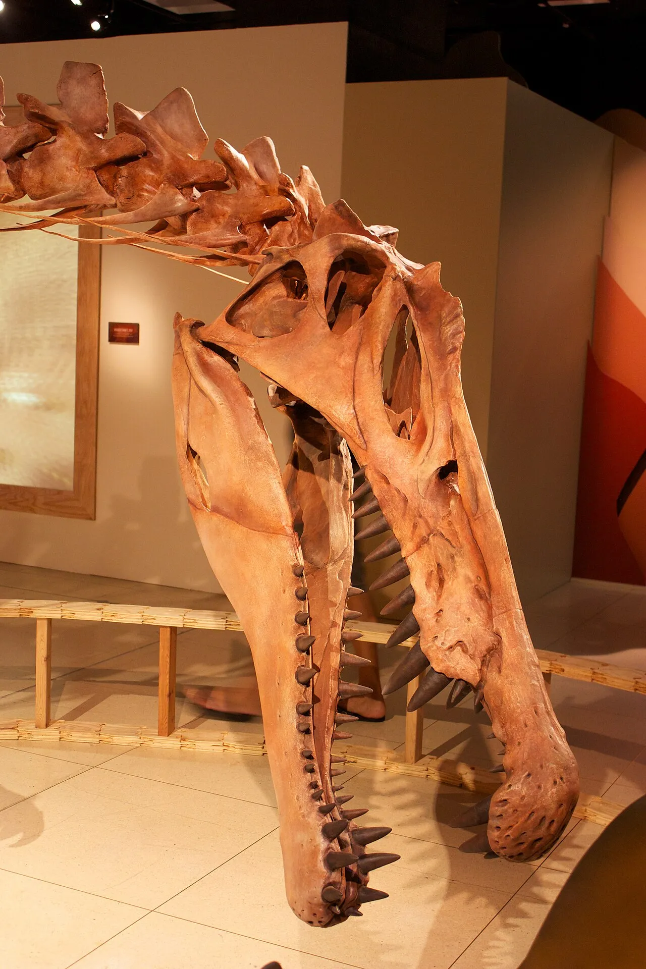 A picture of Spinosaurus, of the family Spinosauridae.
