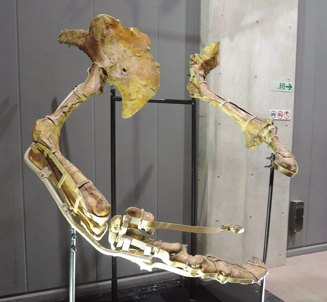 A picture of Therizinosaurus, of the family Therizinosauridae.