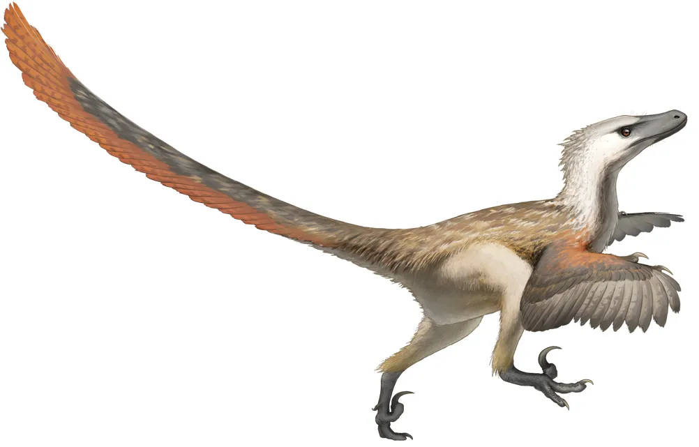 A picture of Velociraptor, of the family Dromaeosauridae.