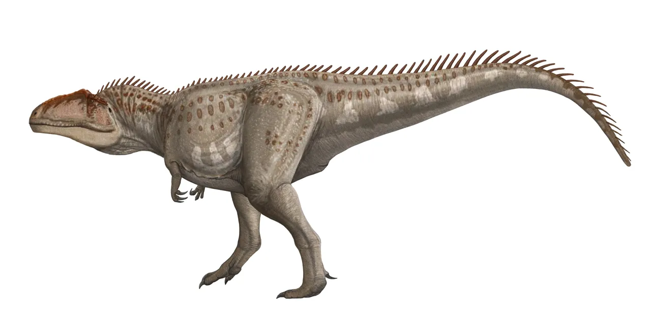 A picture of Giganotosaurus, of the family Carcharodontosauridae.